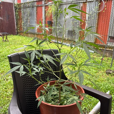 Genética desconocida growlog timeline photo