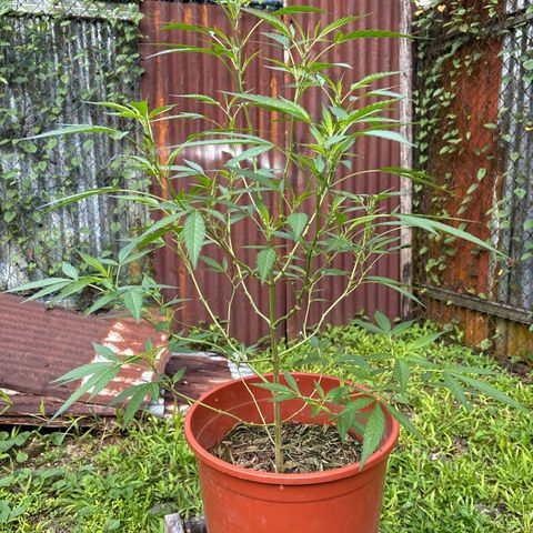 Genética desconocida growlog timeline photo