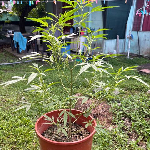 Genética desconocida growlog timeline photo
