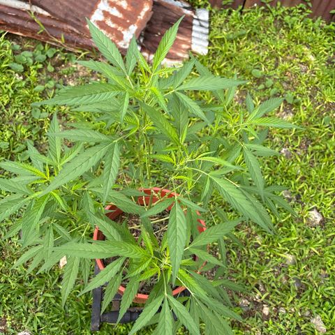 Genética desconocida growlog timeline photo