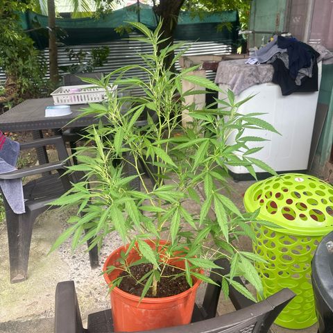 Genética desconocida growlog timeline photo