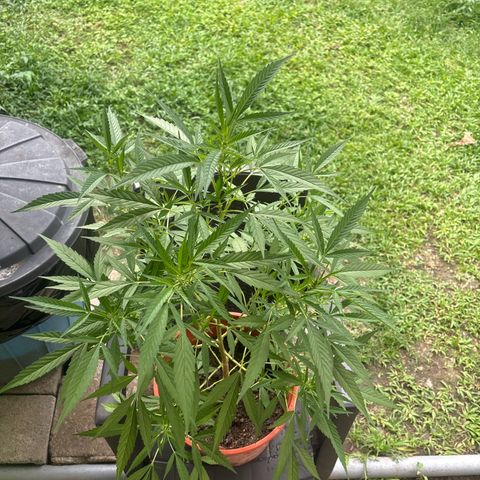 Genética desconocida growlog timeline photo