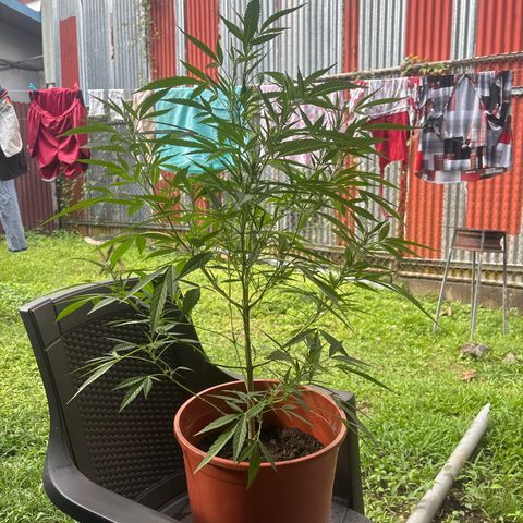 Genética desconocida growlog timeline photo