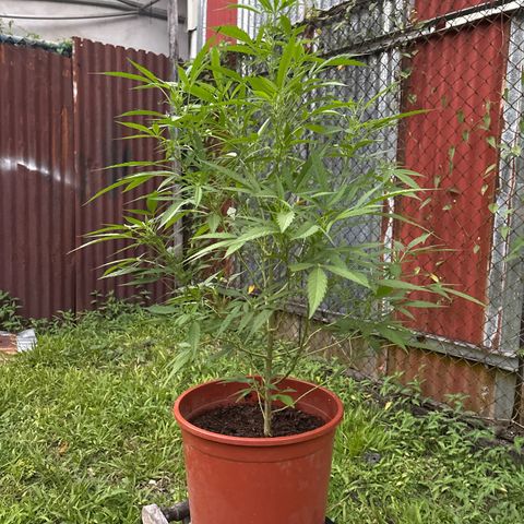 Genética desconocida growlog timeline photo