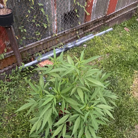 Genética desconocida growlog timeline photo