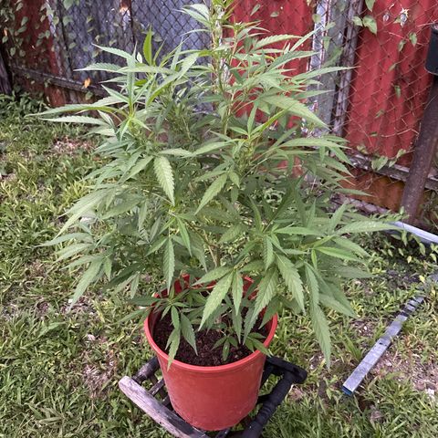 Genética desconocida growlog timeline photo