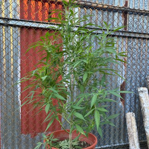 Genética desconocida growlog timeline photo