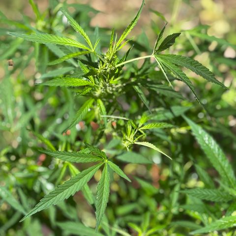 Genética desconocida growlog timeline photo