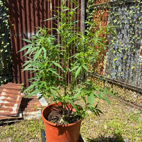 Genética desconocida growlog timeline photo