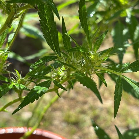 Genética desconocida growlog timeline photo