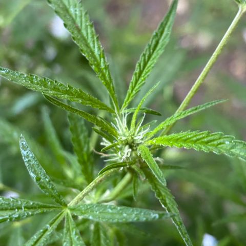 Genética desconocida growlog timeline photo