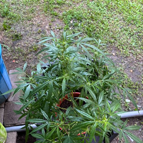 Genética desconocida growlog timeline photo
