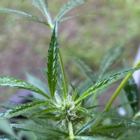 Genética desconocida growlog timeline photo