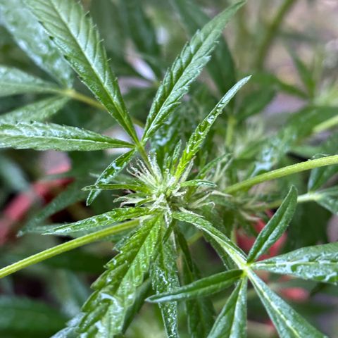 Genética desconocida growlog timeline photo