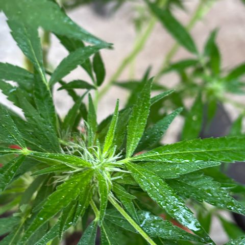 Genética desconocida growlog timeline photo