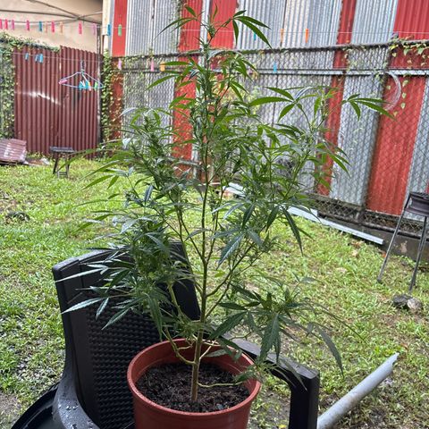 Genética desconocida growlog timeline photo