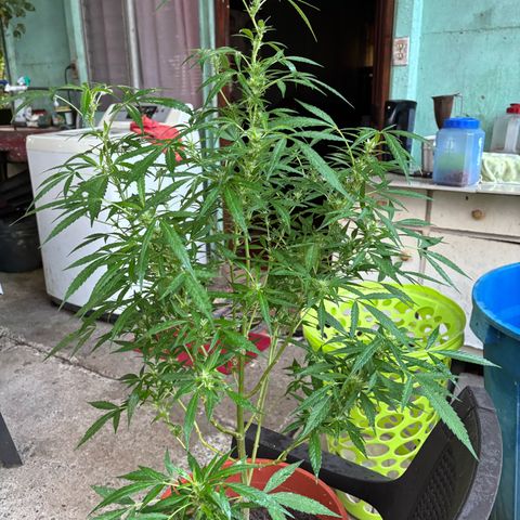 Genética desconocida growlog timeline photo