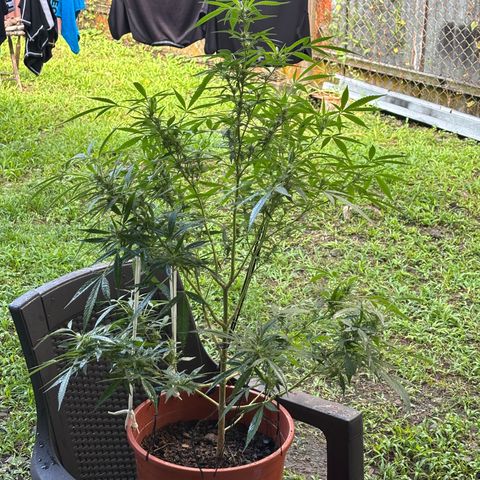 Genética desconocida growlog timeline photo