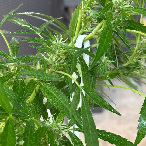 Genética desconocida growlog timeline photo