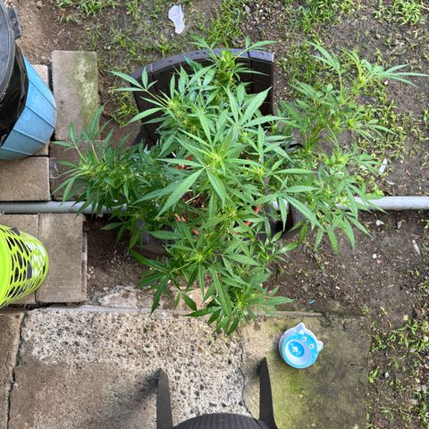 Genética desconocida growlog timeline photo