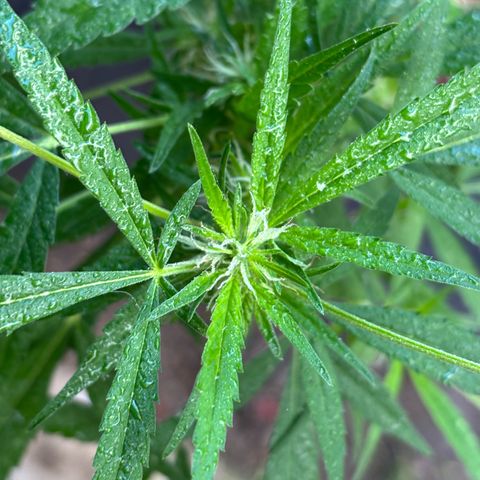 Genética desconocida growlog timeline photo
