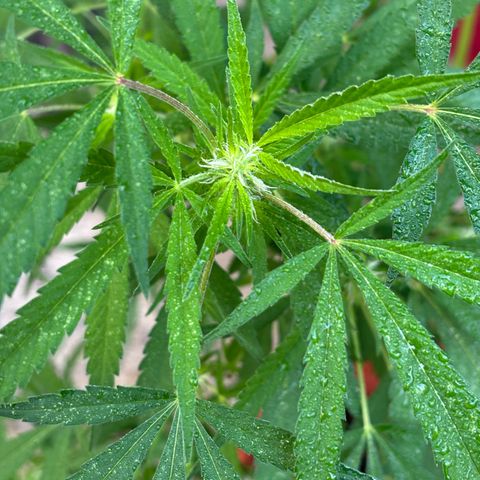 Genética desconocida growlog timeline photo