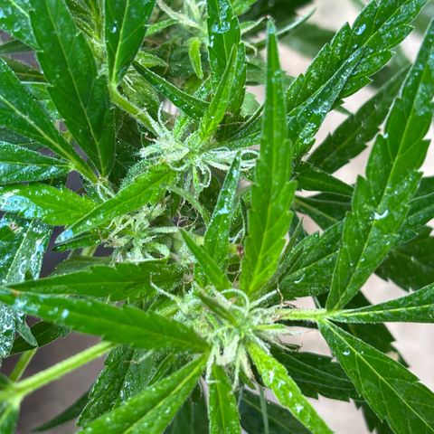 Genética desconocida growlog timeline photo