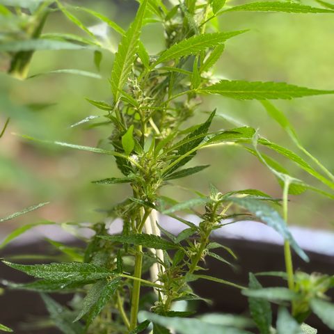 Genética desconocida growlog timeline photo