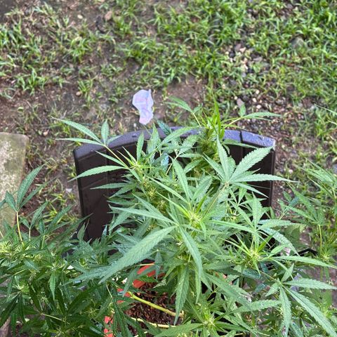Genética desconocida growlog timeline photo
