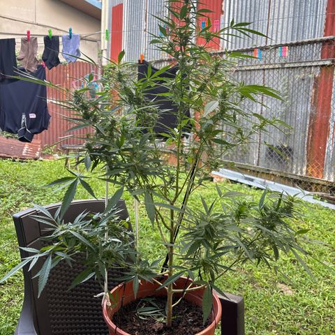 Genética desconocida growlog timeline photo
