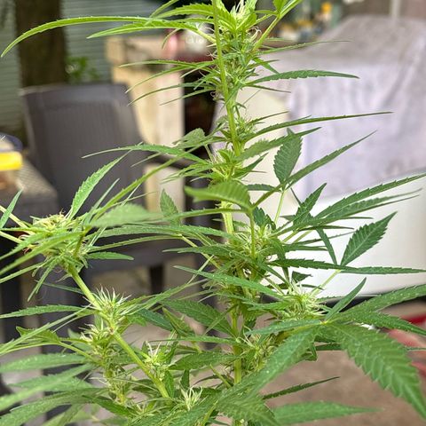 Genética desconocida growlog timeline photo