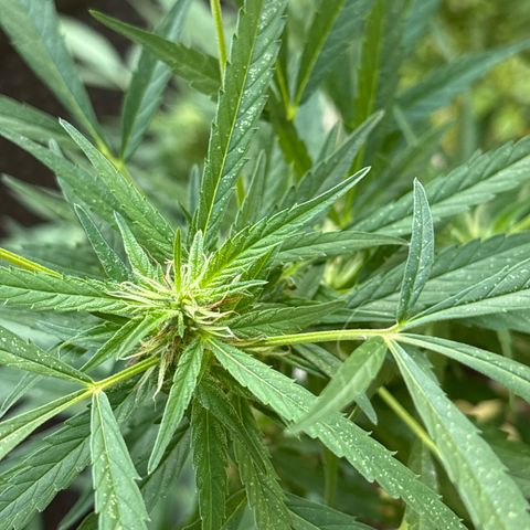 Genética desconocida growlog timeline photo