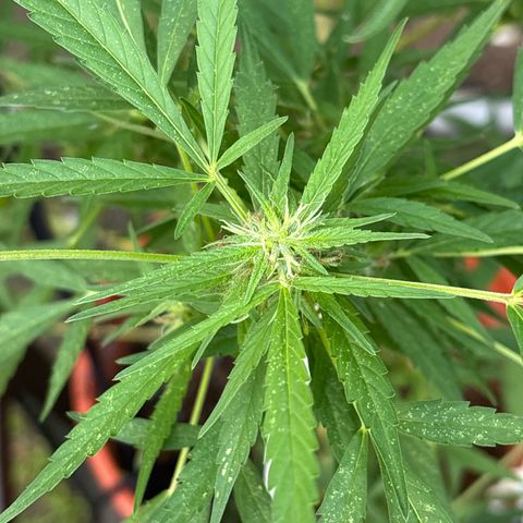 Genética desconocida growlog timeline photo