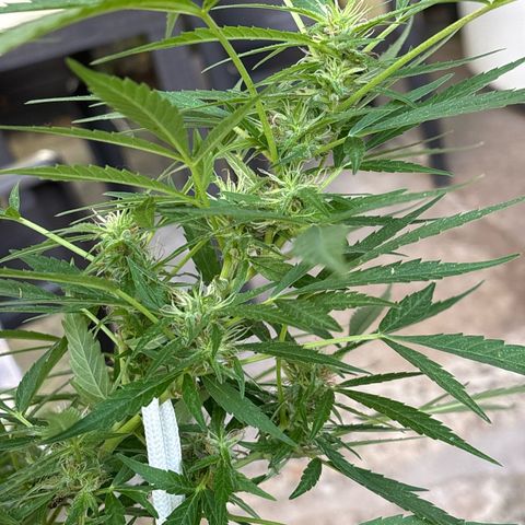 Genética desconocida growlog timeline photo