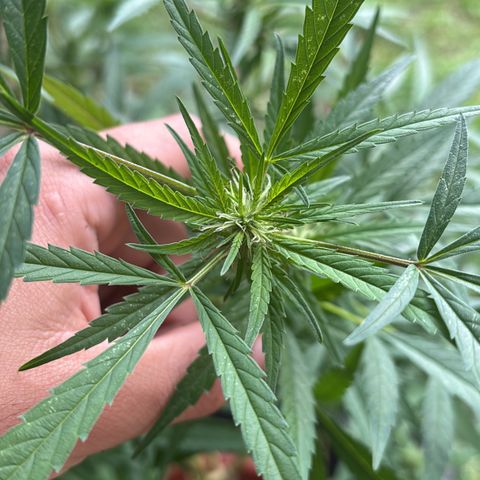 Genética desconocida growlog timeline photo