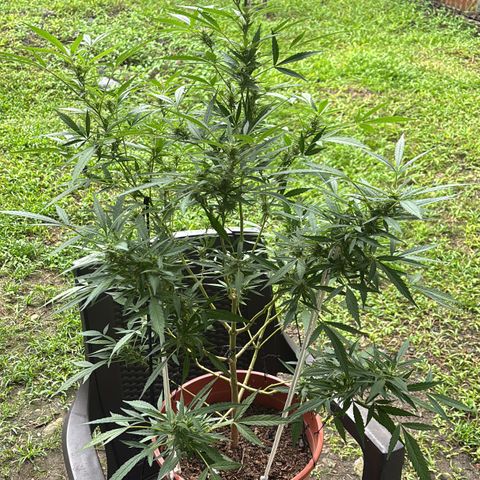 Genética desconocida growlog timeline photo