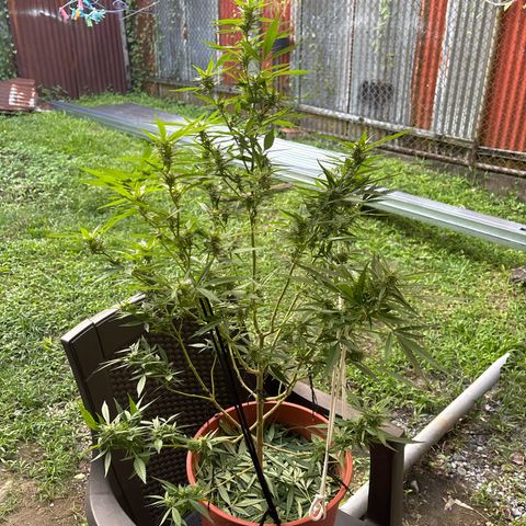 Genética desconocida growlog timeline photo