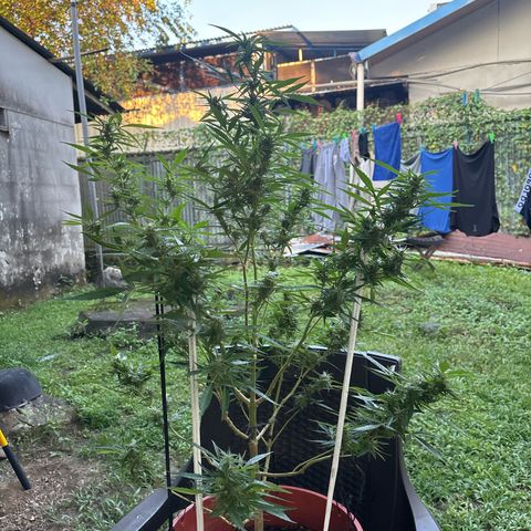 Genética desconocida growlog timeline photo