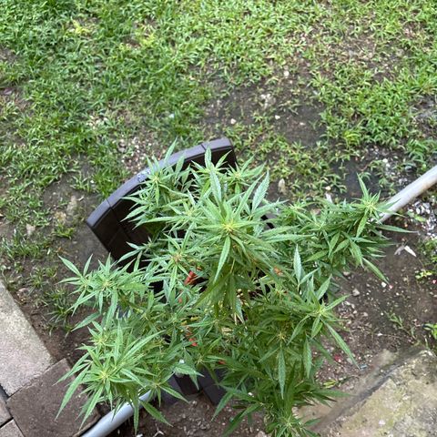 Genética desconocida growlog timeline photo