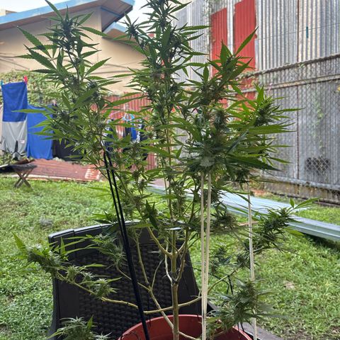 Genética desconocida growlog timeline photo