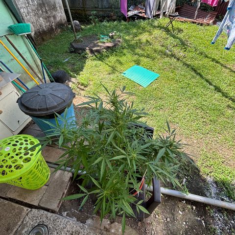 Genética desconocida growlog timeline photo