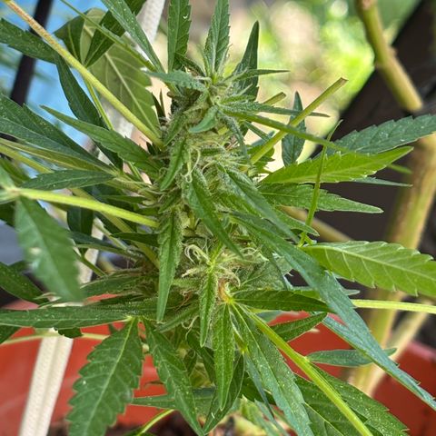 Genética desconocida growlog timeline photo