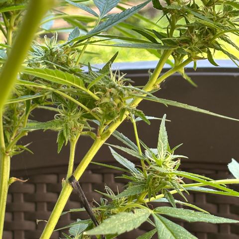 Genética desconocida growlog timeline photo