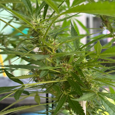 Genética desconocida growlog timeline photo