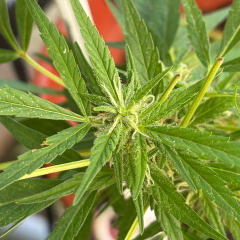 Genética desconocida growlog timeline photo