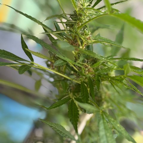 Genética desconocida growlog timeline photo