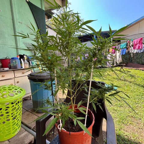 Genética desconocida growlog timeline photo