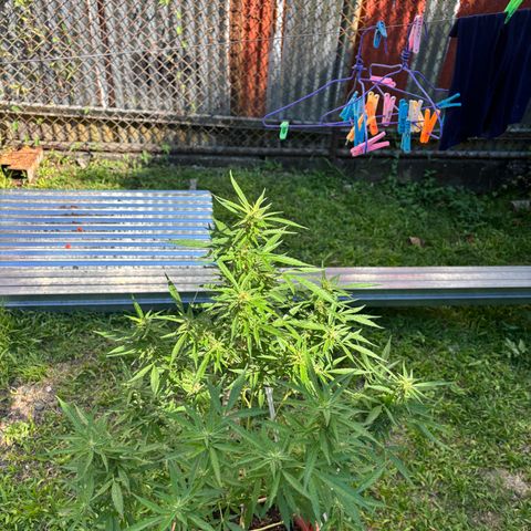 Genética desconocida growlog timeline photo