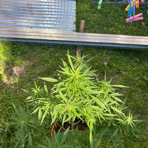 Genética desconocida growlog timeline photo
