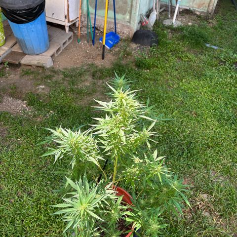 Genética desconocida growlog timeline photo